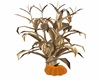 CORN STALKS /PUMPKIN