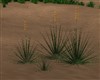 SMALL DESERT YUCCA PLANT