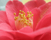 6v3| Pink Flower