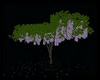 glycine wistaria