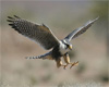 falcon arab