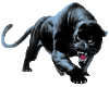 Back Panther