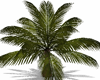 Tropical Plant