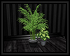 ! Dark Loft Plants