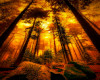 Forest  Fire background