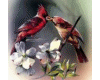 Mystical Cardinal Birds