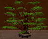royal plant 1