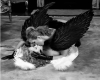 Angels