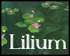 Lilium - Pond