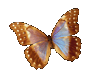 ANIMATED WING BUTTERFLY!