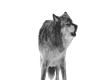 animadet wolf sticker