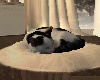 LV-Sleeping Cat
