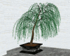 ! Office Tree Plant.