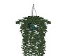 modern hanging ivy