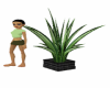Black Potted Palm Plant
