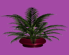 Red Potted Plant