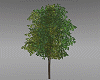 Shade Tree DEV