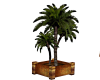 egyptian palm in planter