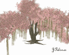 Oak Trees