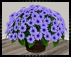 Purple Flowers I