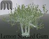 Lemon Scented Gum Tree