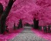 pink trees 2