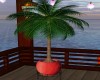 red Palm plant