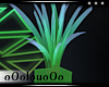 .L. Ombre2 Plant