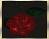 Romantic Floating  Roses