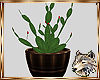 !SW! (WS) Cactus Plant
