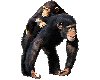 safari chimp