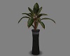 Vase potted plant black