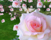Animated flor rosa cha
