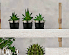 Floating  Plants Shelf