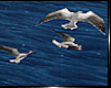 F: Sea Gull