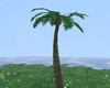 palm tree 5