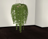 Hanging Ivy 2