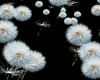 Dandelion Light Bundle