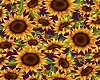 sunflower top