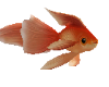 AS GoldFish (3) Male