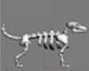Esqueleto cão M