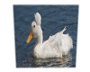 Duck Radio