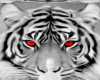 Red eye tiger bg