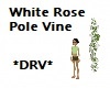 White Rose Pole Vine