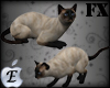 EDJ Siamese Cat Enhancer