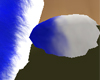 white tail blue tip