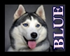 [CY] HASKY DOG - BLUE