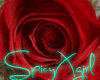 [SX]Valentine Red Rose