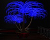 Blue dragon plant