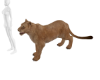 Pet Lioness
